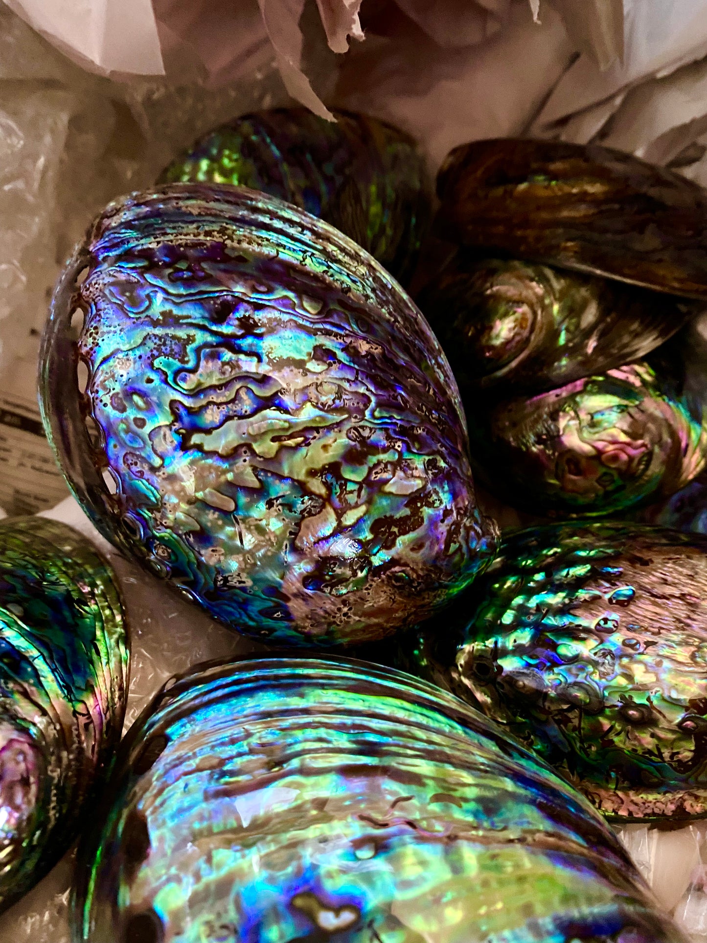 Paua Abalone Shell