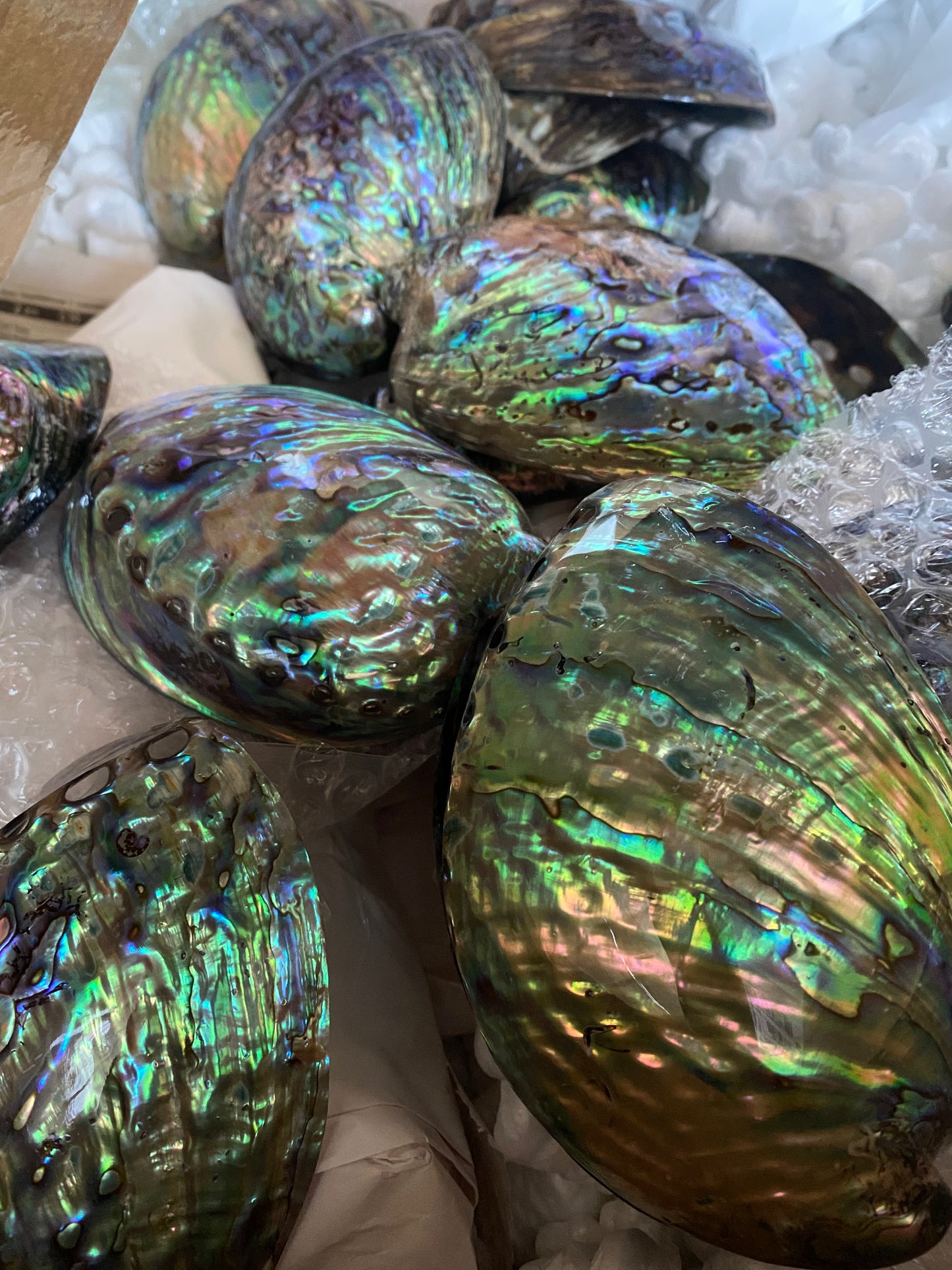 Paua Abalone Shell